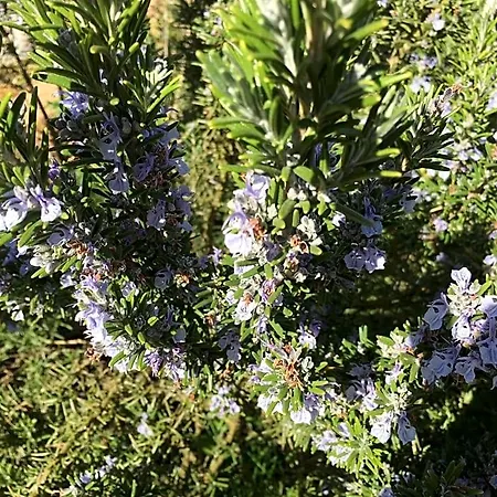Au Bord De La Dhuy